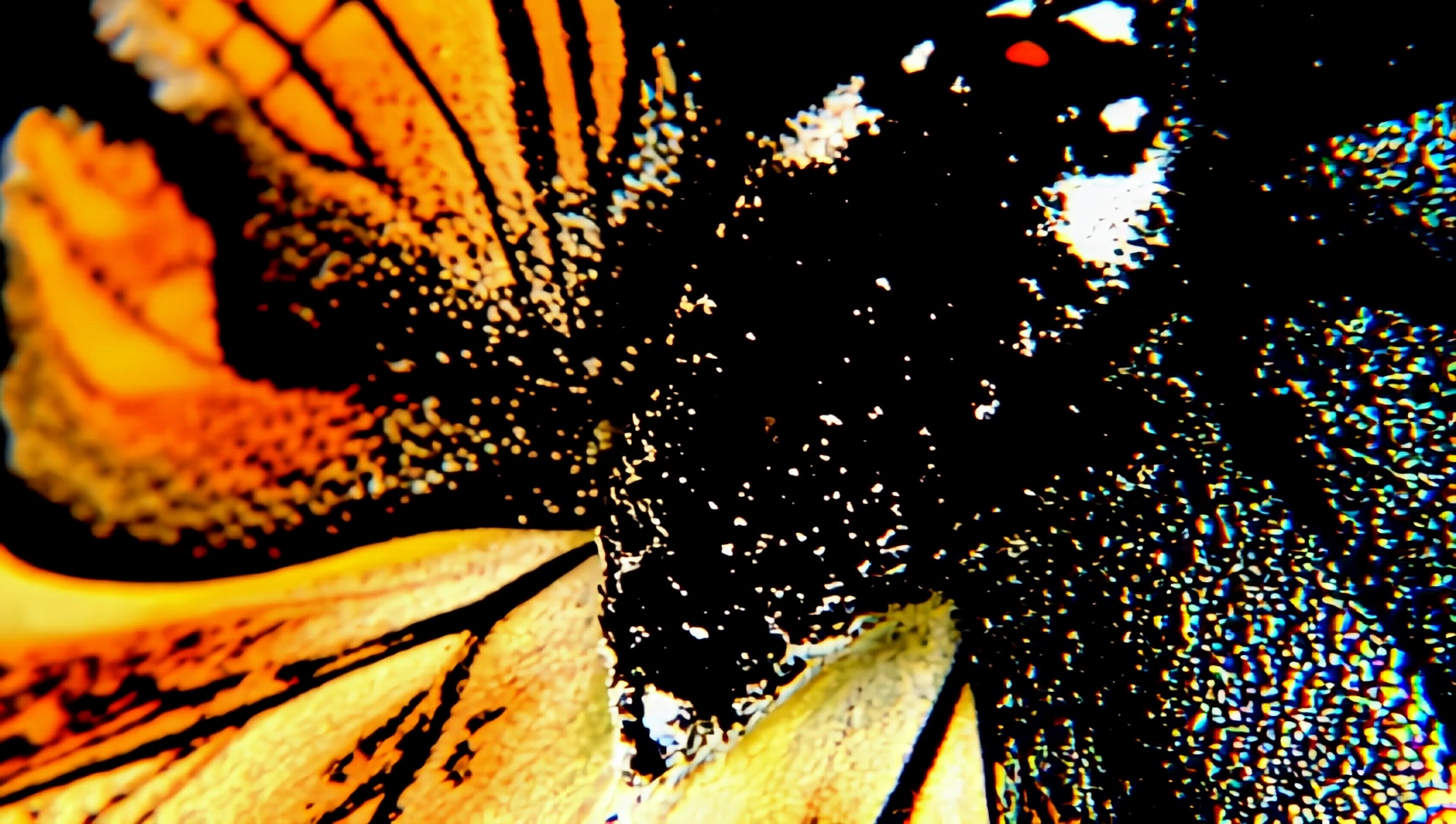 Macro shot of a vibrant butterfly wing, filling the frame with iridescent colors and intricate patterns. The camera slowly pans across the surface, revealing the delicate details.