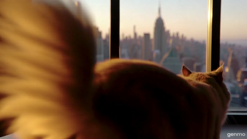 Cute Siberian kitty walking to the window to look outside at New York City view