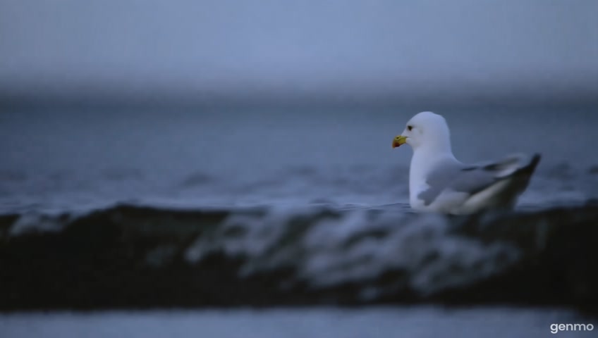 Вода так холодна! Уснуть не может чайка, качаясь на волне