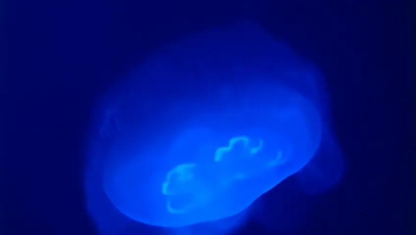 A graceful jellyfish pulses through dark waters, its translucent body aglow with internal bioluminescence. High resolution 4k.