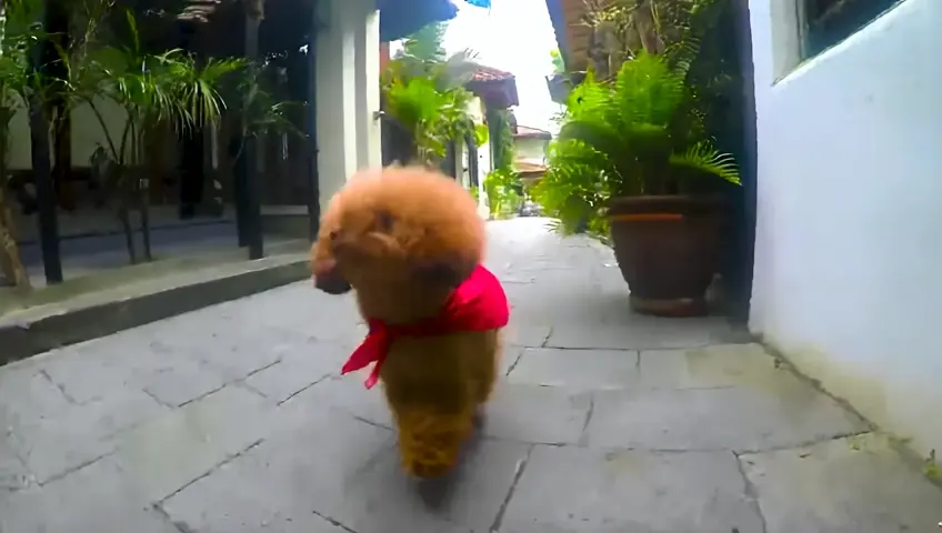 wide angle:  a cute and annoying Poodle dog running then flying like superman using a red cloth tied around his neck. Camera Movement: Following the dog. Detail: flying and emitting smoke from his feet like flying exhaust leaves with one hand in front, above the alley of an Indonesian house,