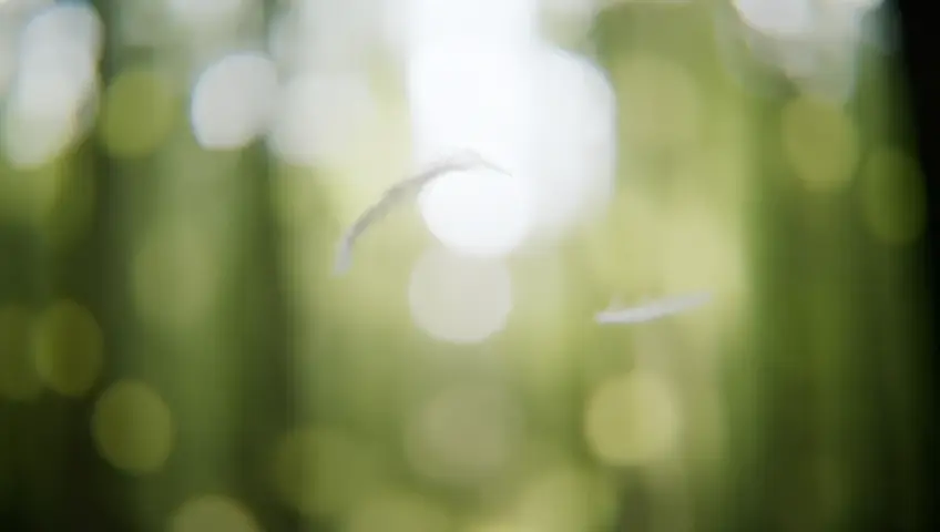 A slow-motion shot of a feather falling gently to the ground in a forest. The camera follows its descent, emphasizing peace