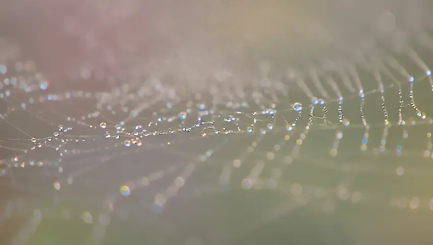 Extreme close-up of dew drops on a spider web, with a soft, shallow depth of field. The camera gently arcs around the web, revealing the intricate patterns and reflected colors.