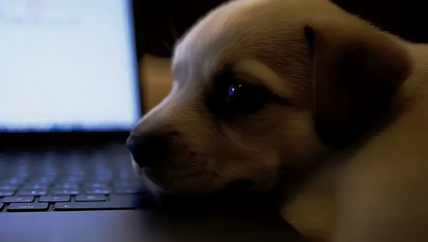 A very sad puppy crying over a laptop