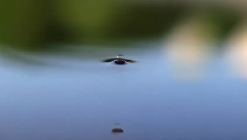 A close-up shot of a drop of water falling into a pond, creating ripples that spread outward. The camera focuses on the symmetry and tranquility of the moment