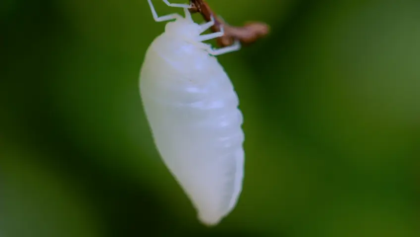 macro on white butterfly chrysalis