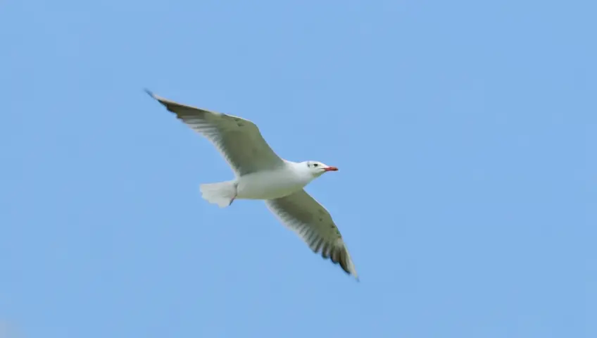 birds are flying far away with transparent background