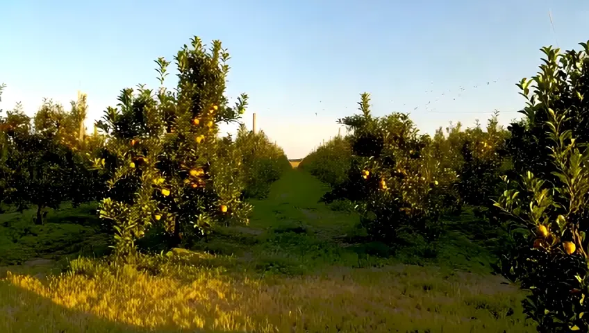 fruits garden