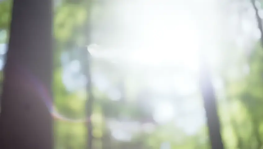 A slow-motion shot of a feather falling gently to the ground in a forest. The camera follows its descent, emphasizing peace