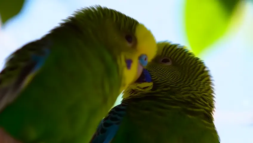 dos pericos verdes acurrucados juntos
