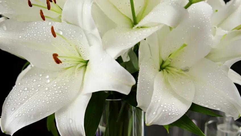 white lily flowers in a huge vase with sparkles, silver dust, dew drops on the petals , macro photography, high quality, clear detail, botany,