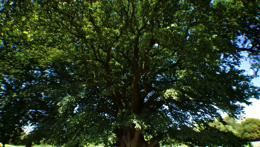a man standing a front of the big tree