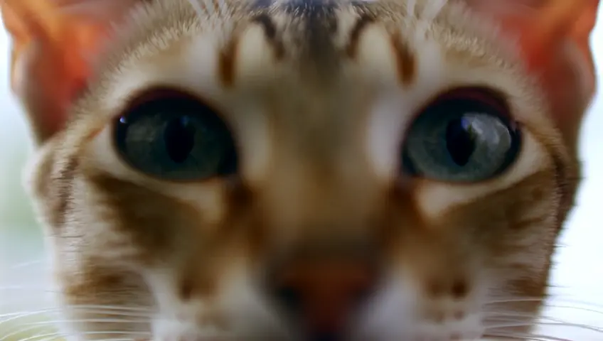 The camera zooms in on a cat's face, specifically its large, reflective eyes. The cat's pupils narrow in reaction to movement off-screen, and the subtle flick of its ears adds to its intense focus. The reflection in its eyes hints at what it's staring at.