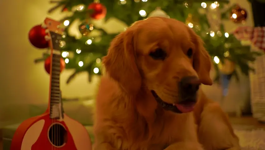 beautiful dog plays guitar Christmas tree in the background is beautiful