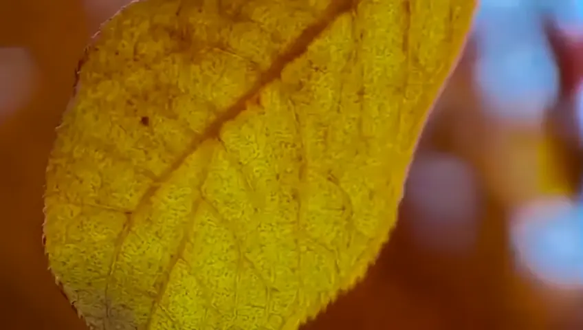 The camera zooms in on a single autumn leaf hanging from a branch. As it moves closer, the focus racks to the colorful tree canopy in the background, showcasing the vibrant hues of the changing seasons