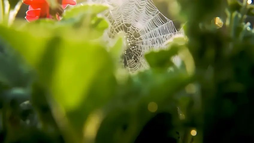 A close-up shot of a dew-covered spider web in a garden. The camera slowly zooms out, revealing the intricate web set against a backdrop of colorful flowers and lush foliage