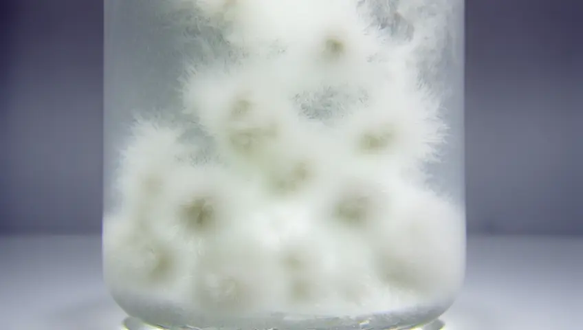 "Mycelium Growth Time-Lapse"

A time-lapse of fluffy white mycelium expanding in a clear liquid culture jar, glowing faintly under soft lighting.