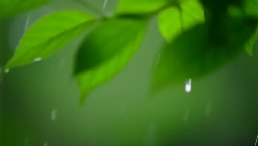 A close-up shot of raindrops falling onto leaves in a forest. The camera focuses on the droplets and the soothing sounds of nature