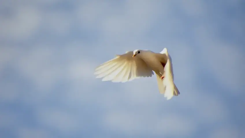 Una paloma blanca volando de muy cerca figura grande