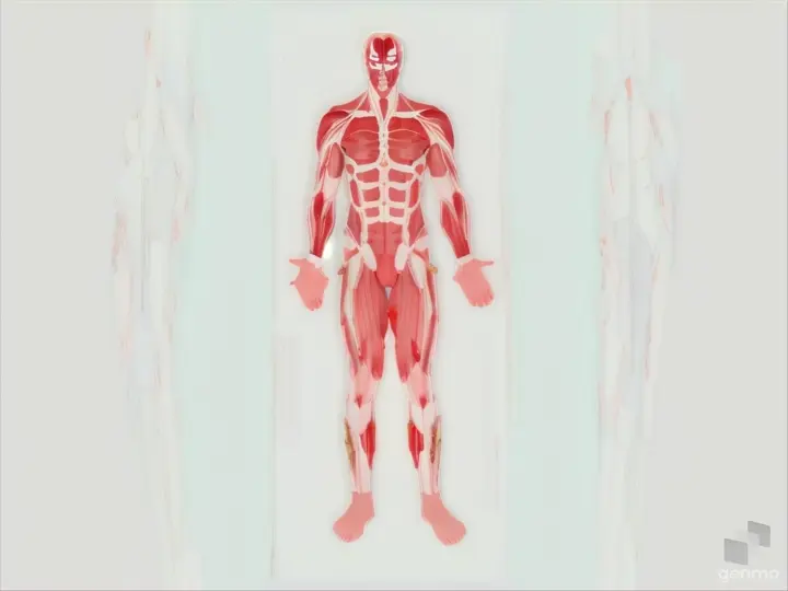 a human body with muscles highlighted in red