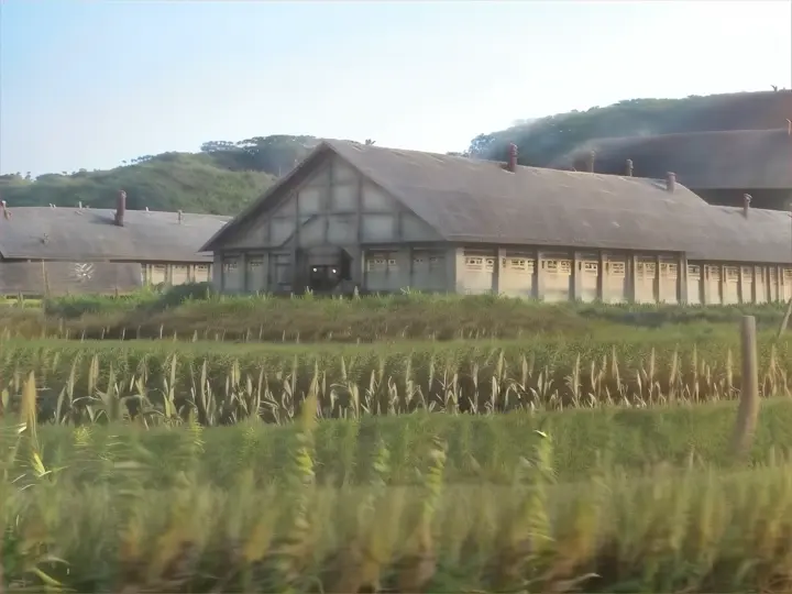 a house in the middle of a field of tall grass