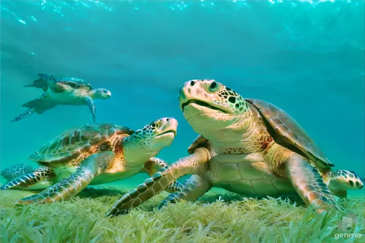 two sea turtles swimming in the ocean
