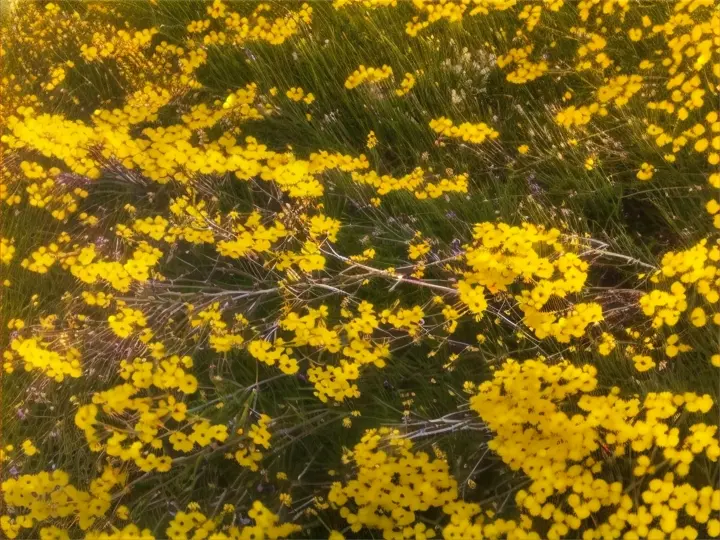 a bunch of yellow flowers that are in the grass