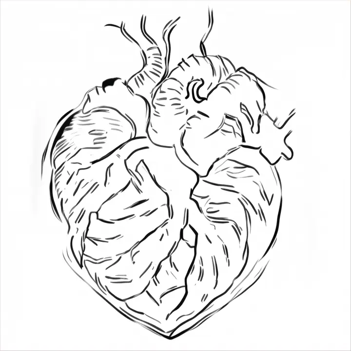 a black and white drawing of a human heart
