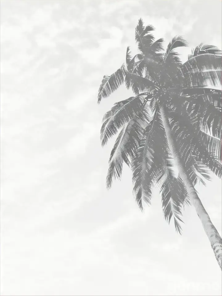 a black and white photo of a palm tree