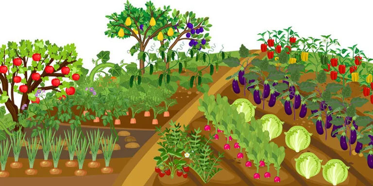 a garden filled with lots of different types of vegetables