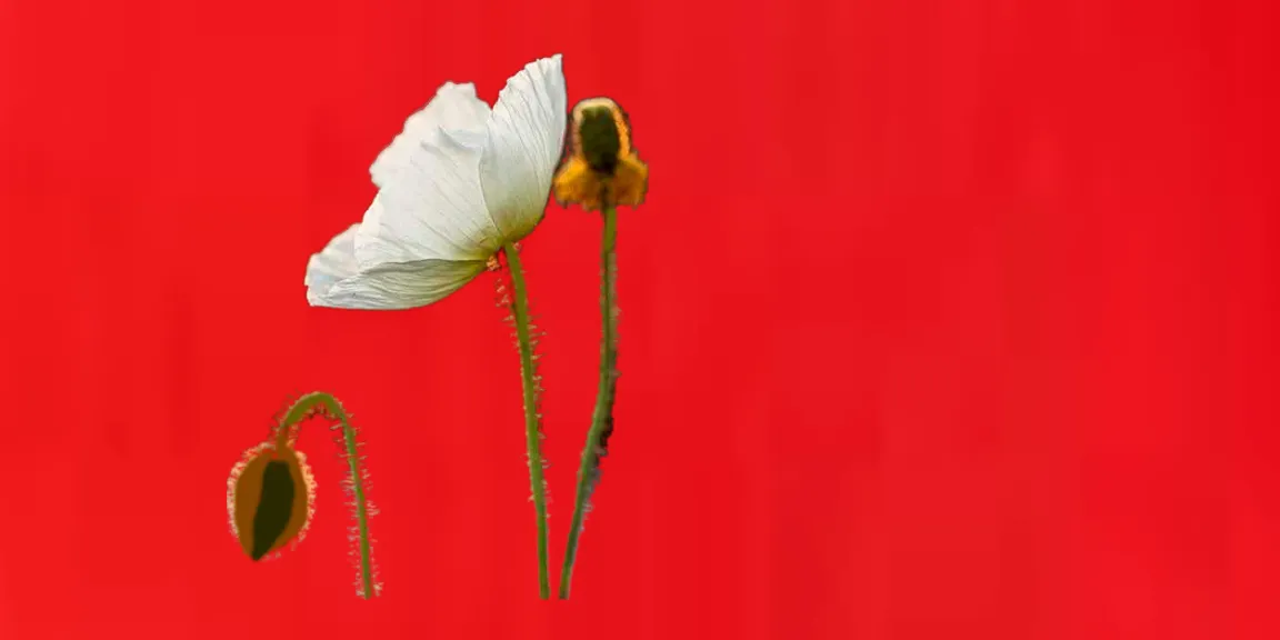 a single white flower on a red background