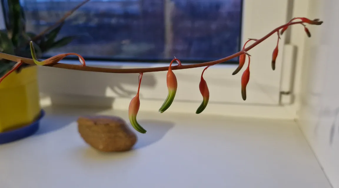 a plant with red and green leaves on a branch