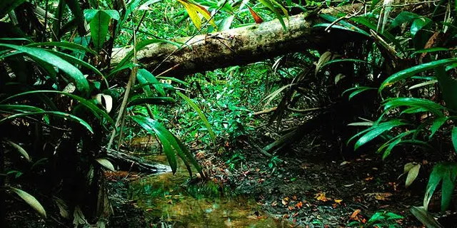 a stream running through a lush green forest