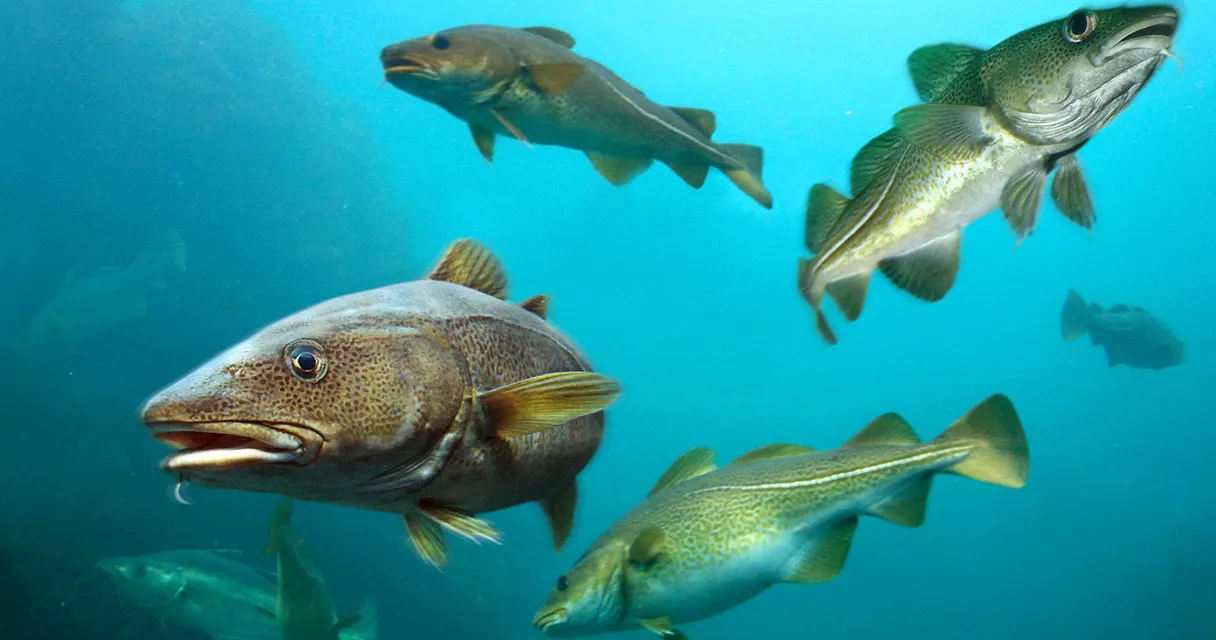 a group of fish swimming next to each other