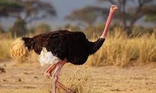 an ostrich is standing in the dirt