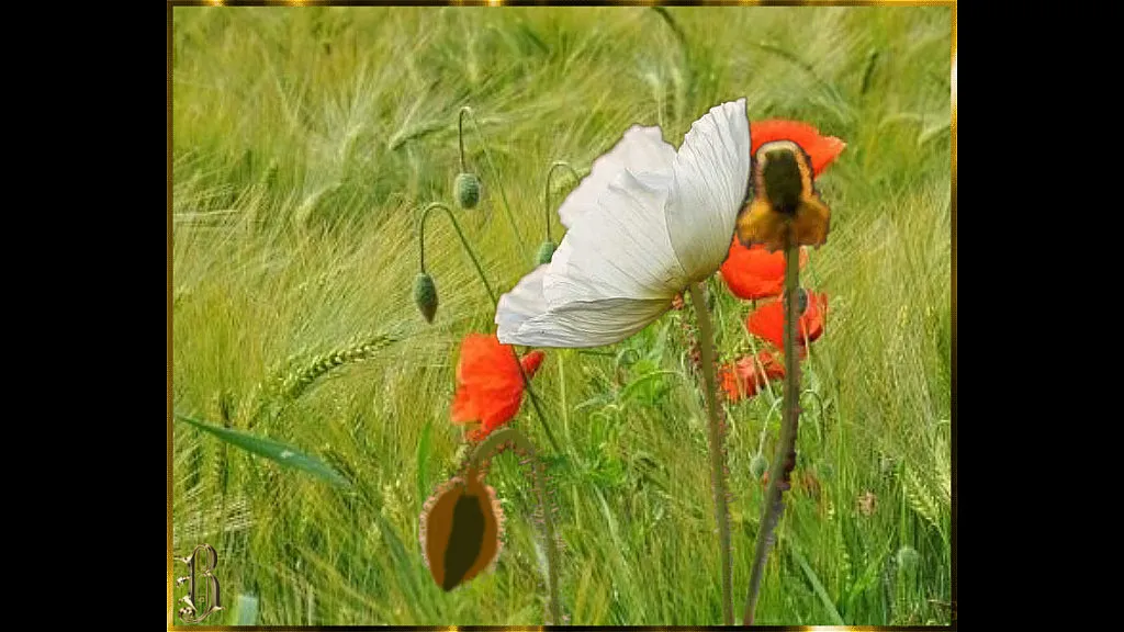 a red and white flower in a field of tall grass  only movement from the wind