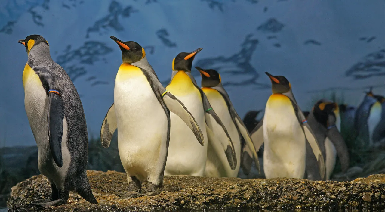 a group of penguins standing next to each other