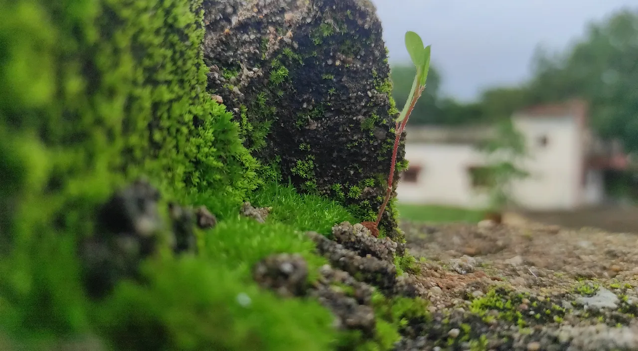 a close up of a mossy tree with a house in the background