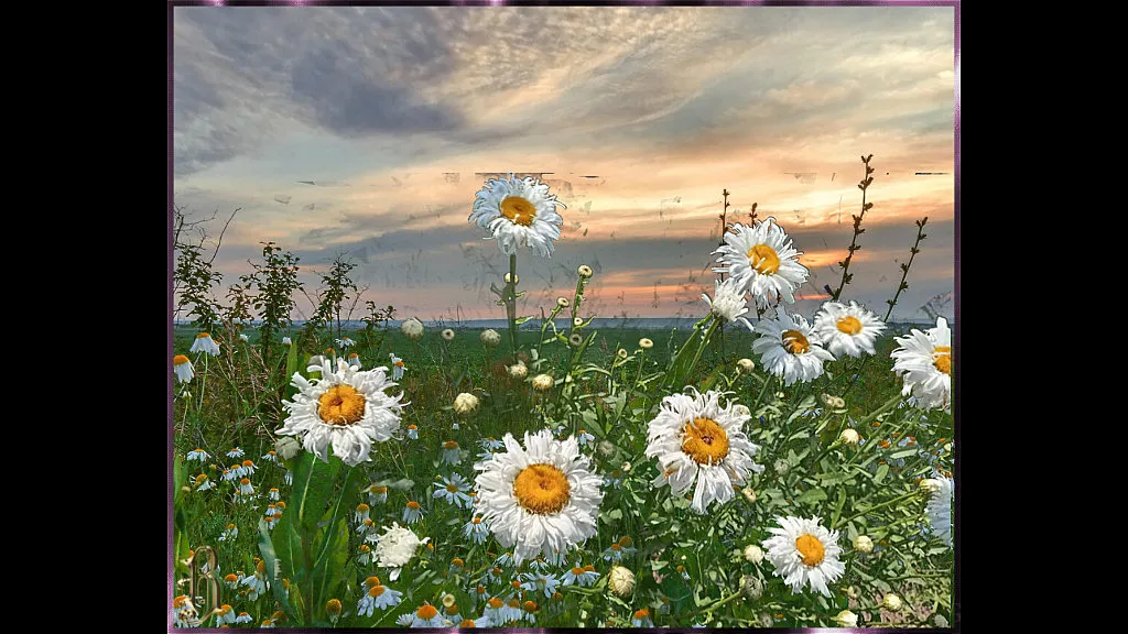 a field full of white and yellow flowers under a cloudy sky