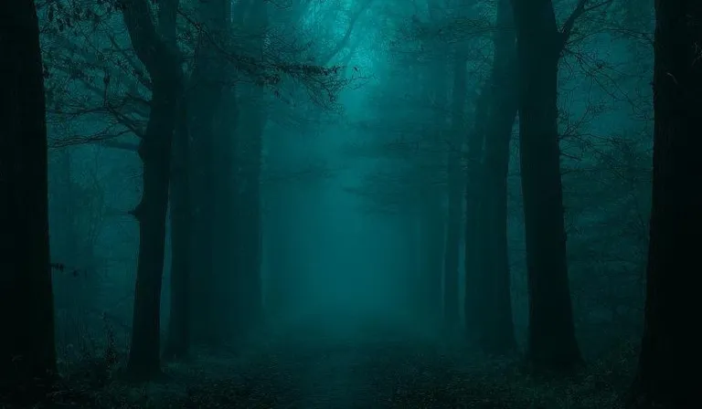 a foggy forest with trees and leaves on the ground