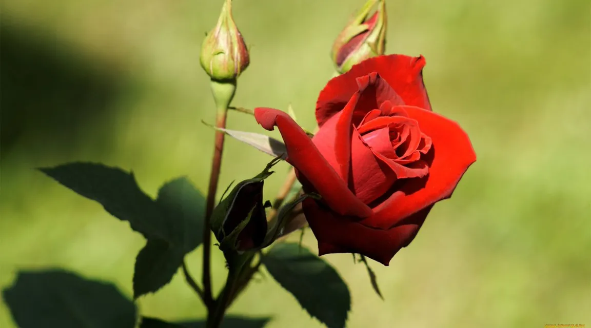 a single red rose with a green background