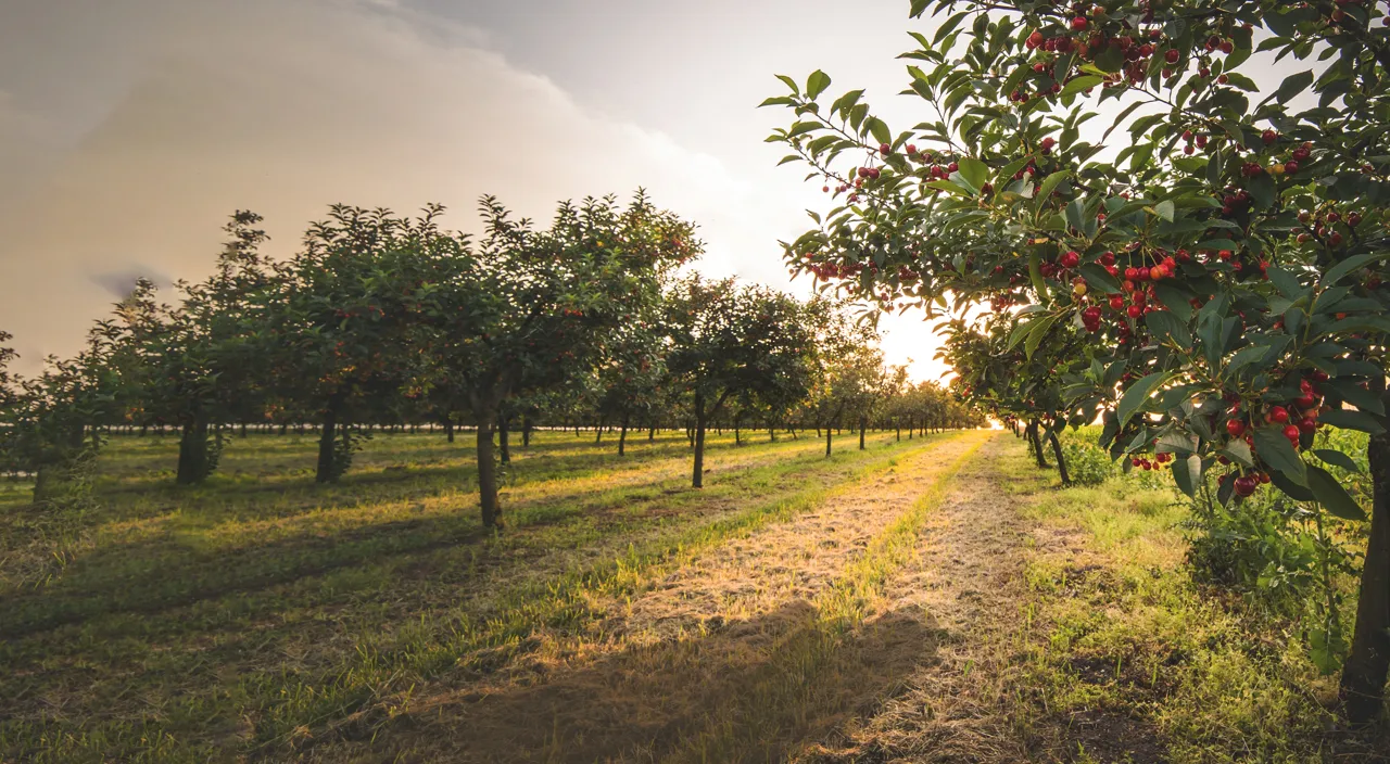 apple trees are swaying. camera no motion