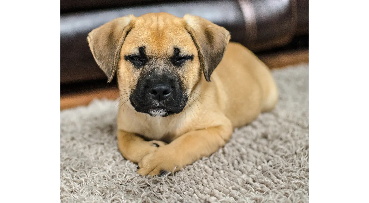 a large brown dog laying on top of a rug