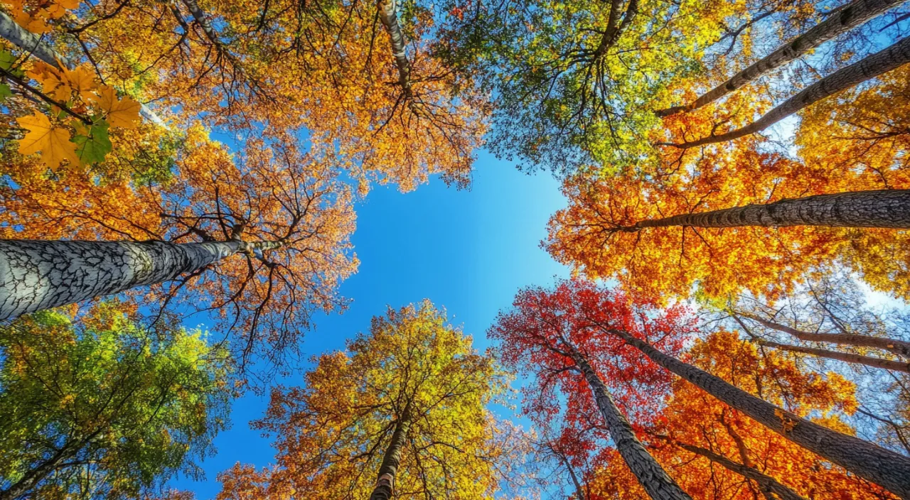 a group of trees that are in the woods on the sky