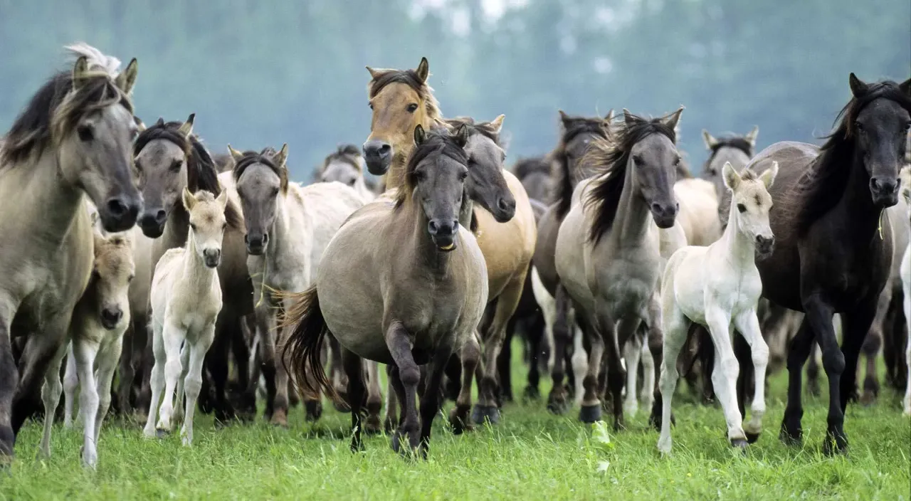 a herd of horses running across a lush green field