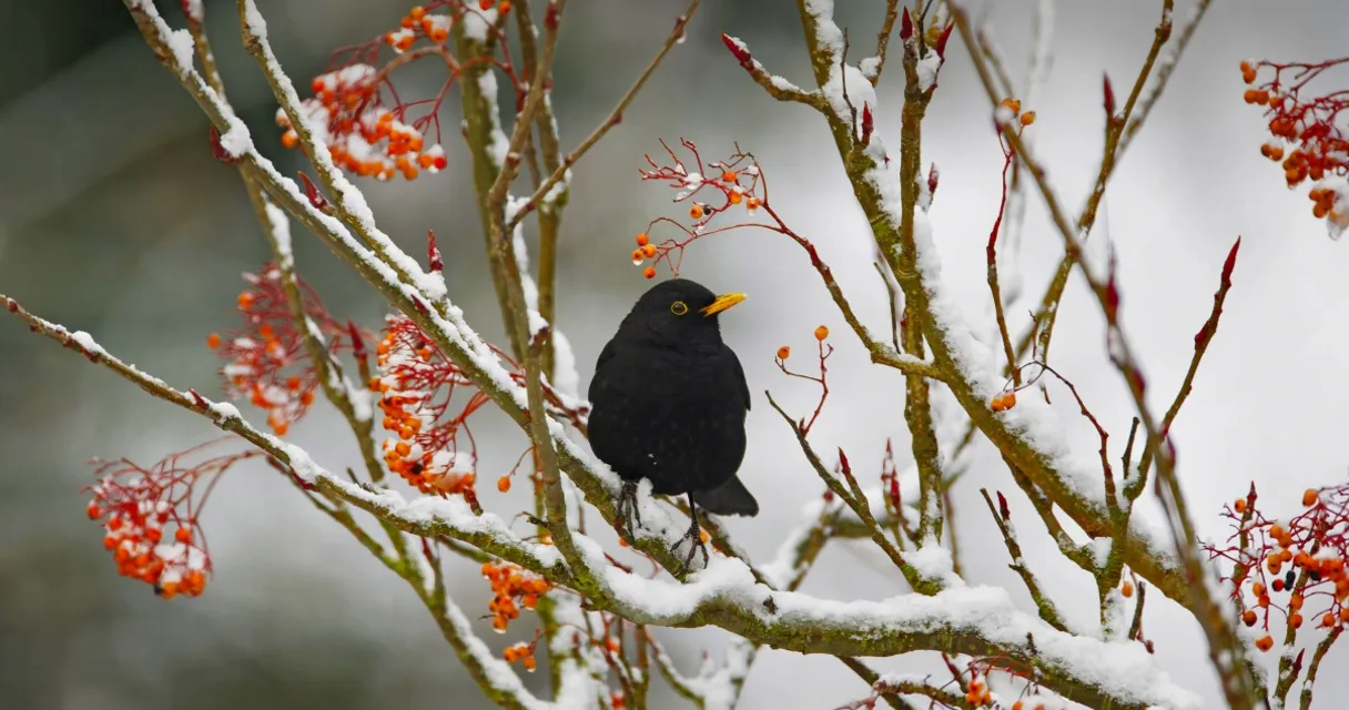 a black bird sitting on top of a tree branch