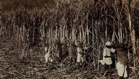 a group of people standing in a sugarcane field