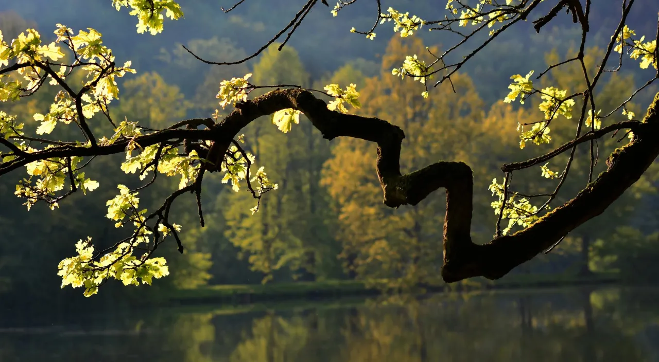 a tree branch with a curved branch in front of a body of water