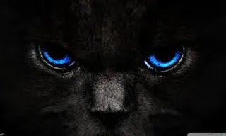 a close up of a black cat with blue eyes