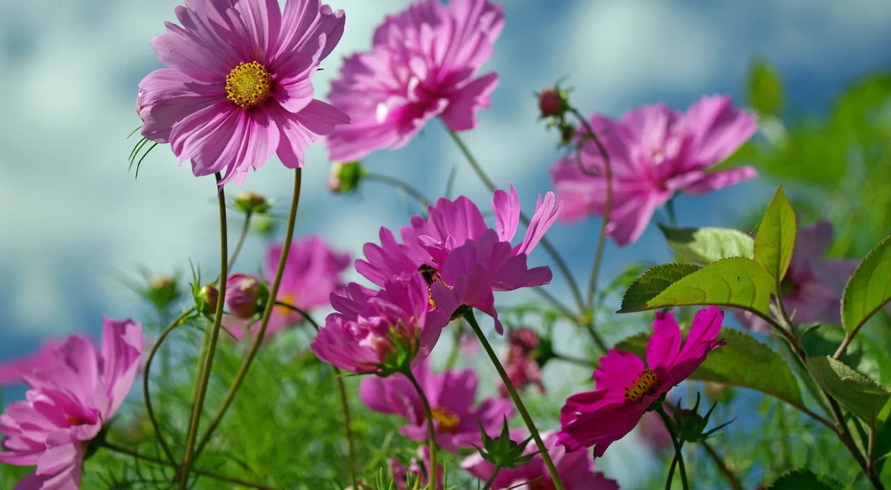 a field of pink flowers with a blue sky in the background  Only the wind